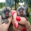 Finger Baby Marmoset Monkeys for adoption
