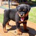 Rottweiler Puppies Now Ready