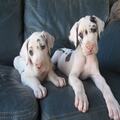 Great Dane Puppies for sale