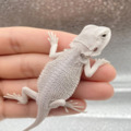 Exoticreptileshop
