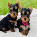 Yorkie Puppies