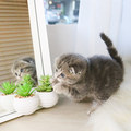 Scottish Fold Kitten