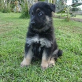 German Shepherd Dog