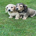 Miniature Longhaired Dachshounds (Teckel)