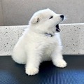 Samoyed puppies For Sale