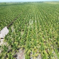 PF0049 Premier Turnkey Coconut Plantation & Agribusiness in Southern Belize