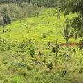 Brazil 1000 ha low-price property southwest of Manaus AM