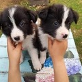Adorable Border Collie Puppies for sale