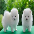 Pomeranian Puppies