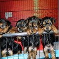 Teacup Yorkie Puppies for Sell