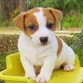 Jack Russell Puppies
