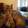 Cute savannah kittens for re-homing