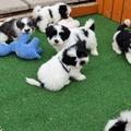 Shih Tzu Puppies
