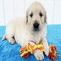 Healthy Golden Retriever Puppy