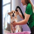 Dog Grooming in Miami pamper your pup today