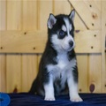 Cachorros de husky siberiano disponibles