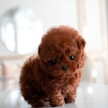Toy Poodle Puppies