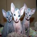 Beautiful Sphynx Kittens available