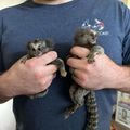 Marmoset Monkeys