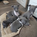 Italian Greyhound Puppies