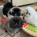 Pekingese Puppies