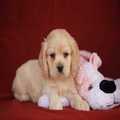 Registered Cocker Spaniel Puppies for sale