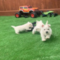 West Highland White Terrier Puppies