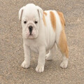English Bulldog Puppies