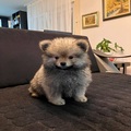 Pomeranian Spitz puppies