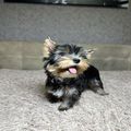 Teacup Yorkie Puppies