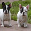 French Bulldog Puppies