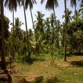 20 acres coconut estate near tangalle beach
