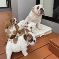 English Bulldog Puppies