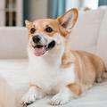 How to Choose the Best Dog Food A Complete Pet Parent Guide