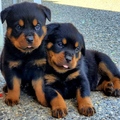 Rottweiler Puppies