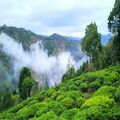 Golden Pristine Valley