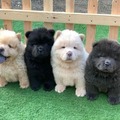 Chow Chow Puppies