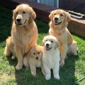 Golden Retreiver Puppies