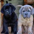 Cane Corso Puppies