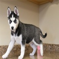 Siberian Husky Puppies
