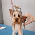 Expert Dog Grooming near me: Pamper Your Pup with us!