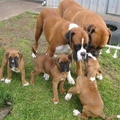 Boxer Puppeis
