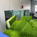 Hydroponic Fodder System for Livestock Feeding