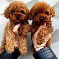 Toy poodle Puppies