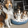 Shetland Sheepdog puppies