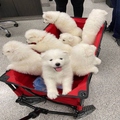 Coton De Tulear Puppies