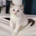 Ragdoll kittens Male and Female available for new homes