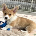 Pembroke Welsh Corgi Puppies for sale
