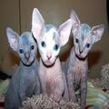 Beautiful Sphynx Kittens available