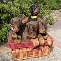 Pincher Puppies now available